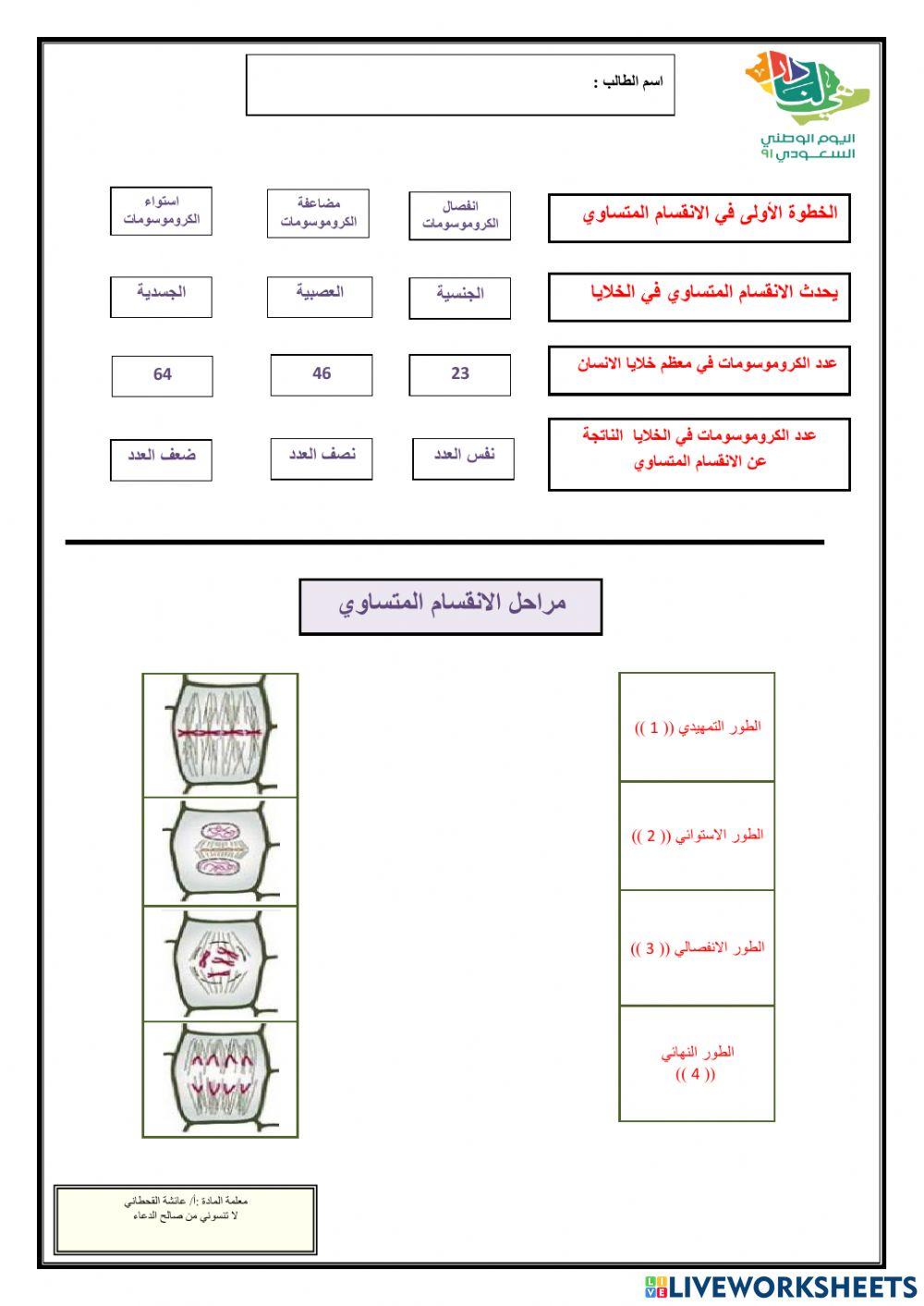 الانقسام المتساوي