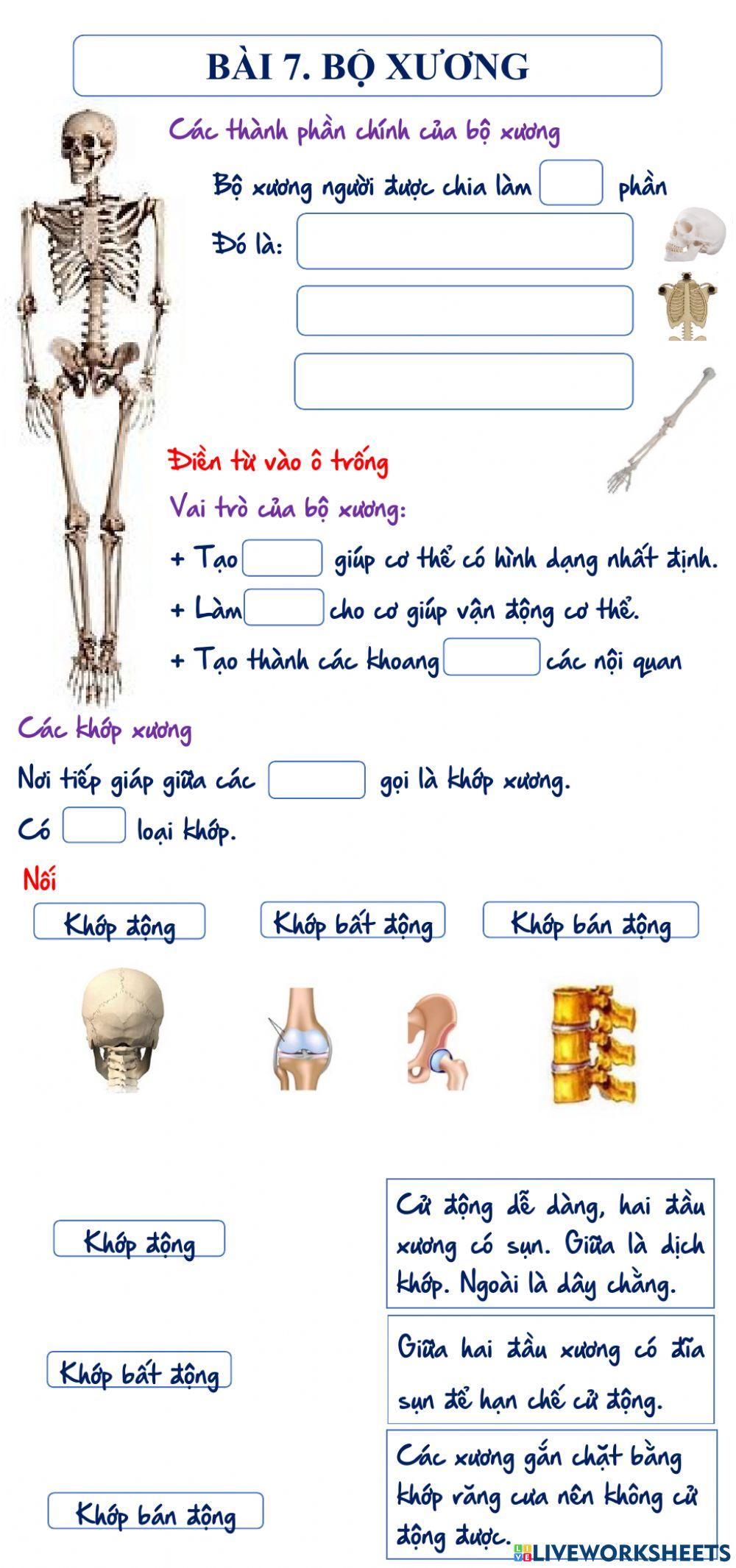 Sinh học 8. bài 7. bộ xương