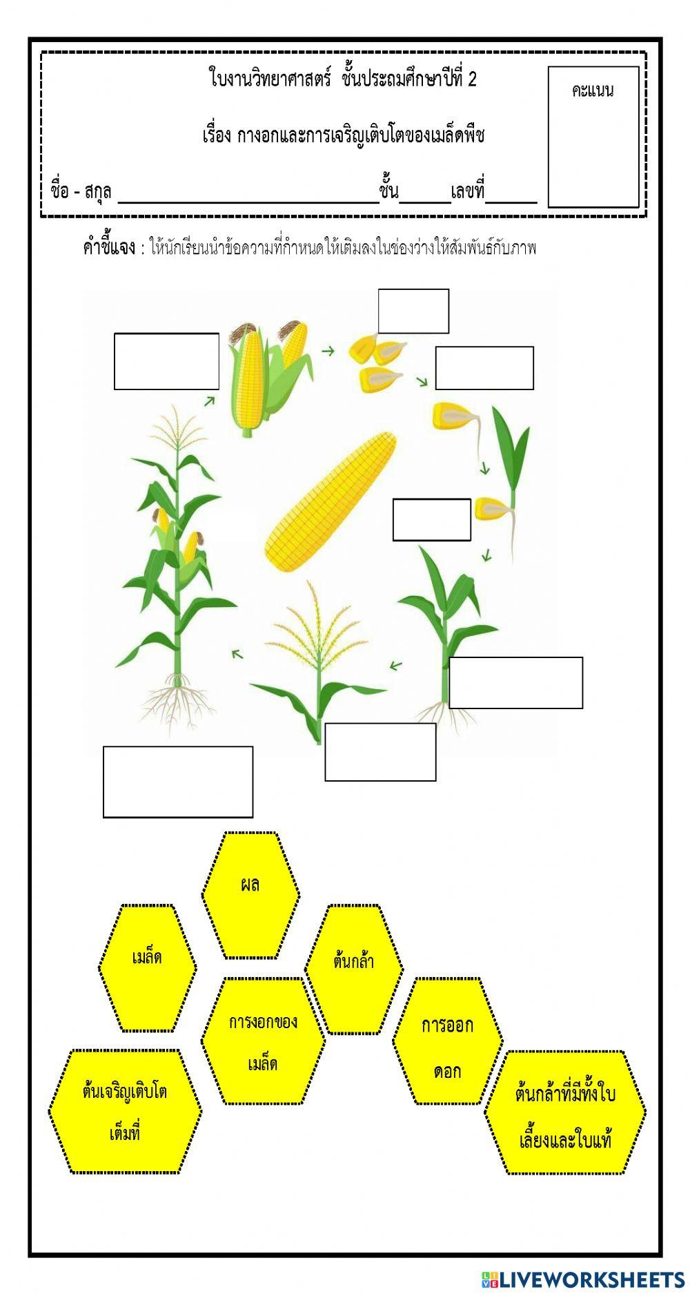 วิทยาศาสตร์ ป.2 27 กันยายน- 1 ตุลาคม  2564
