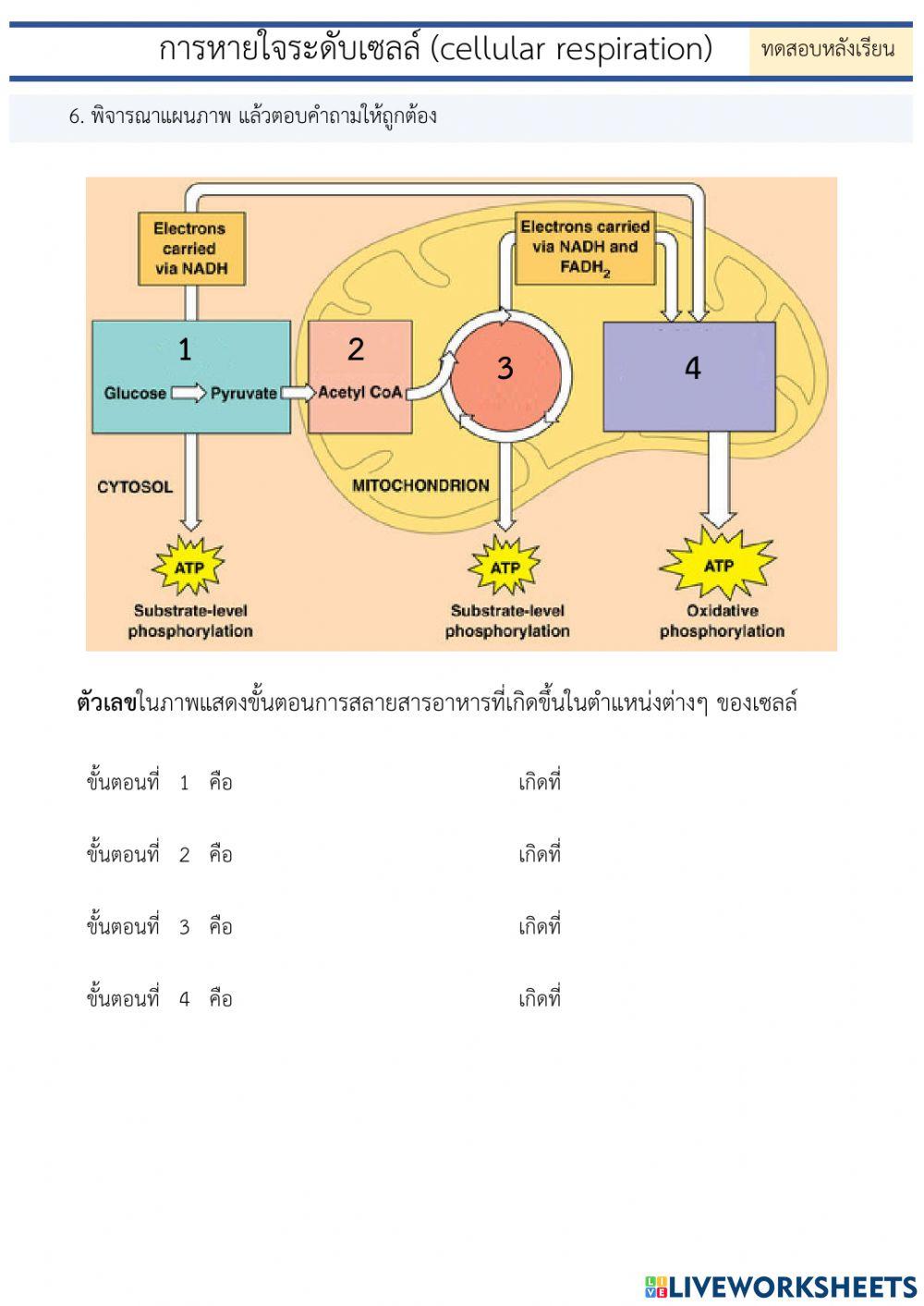 M4 posttest cellular res1