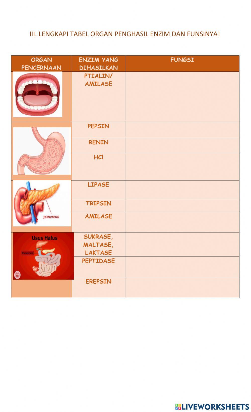Proses Pencernaan pada Manusia