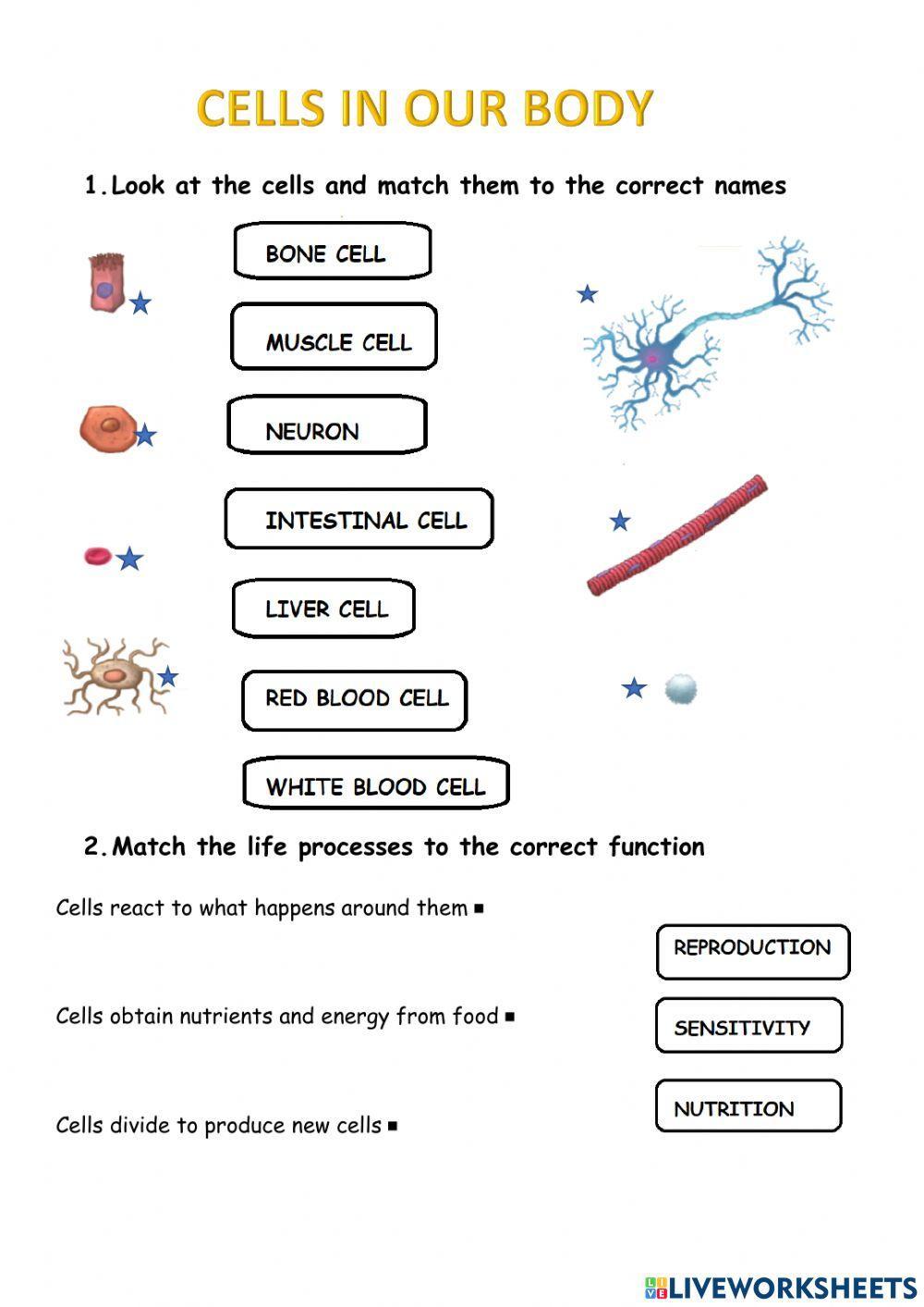 Types of cells