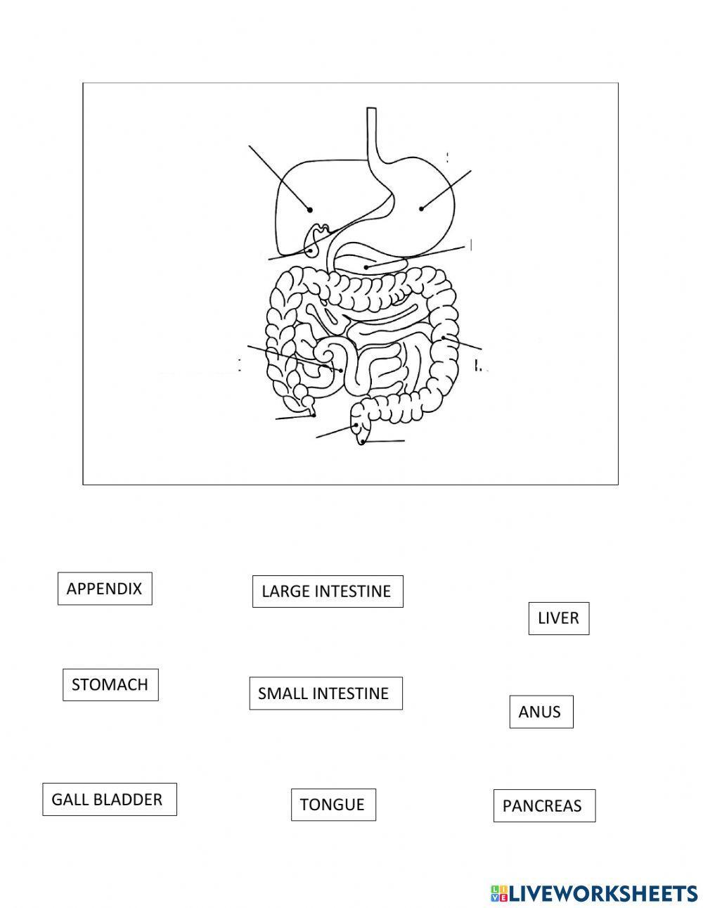 Human Digestive System