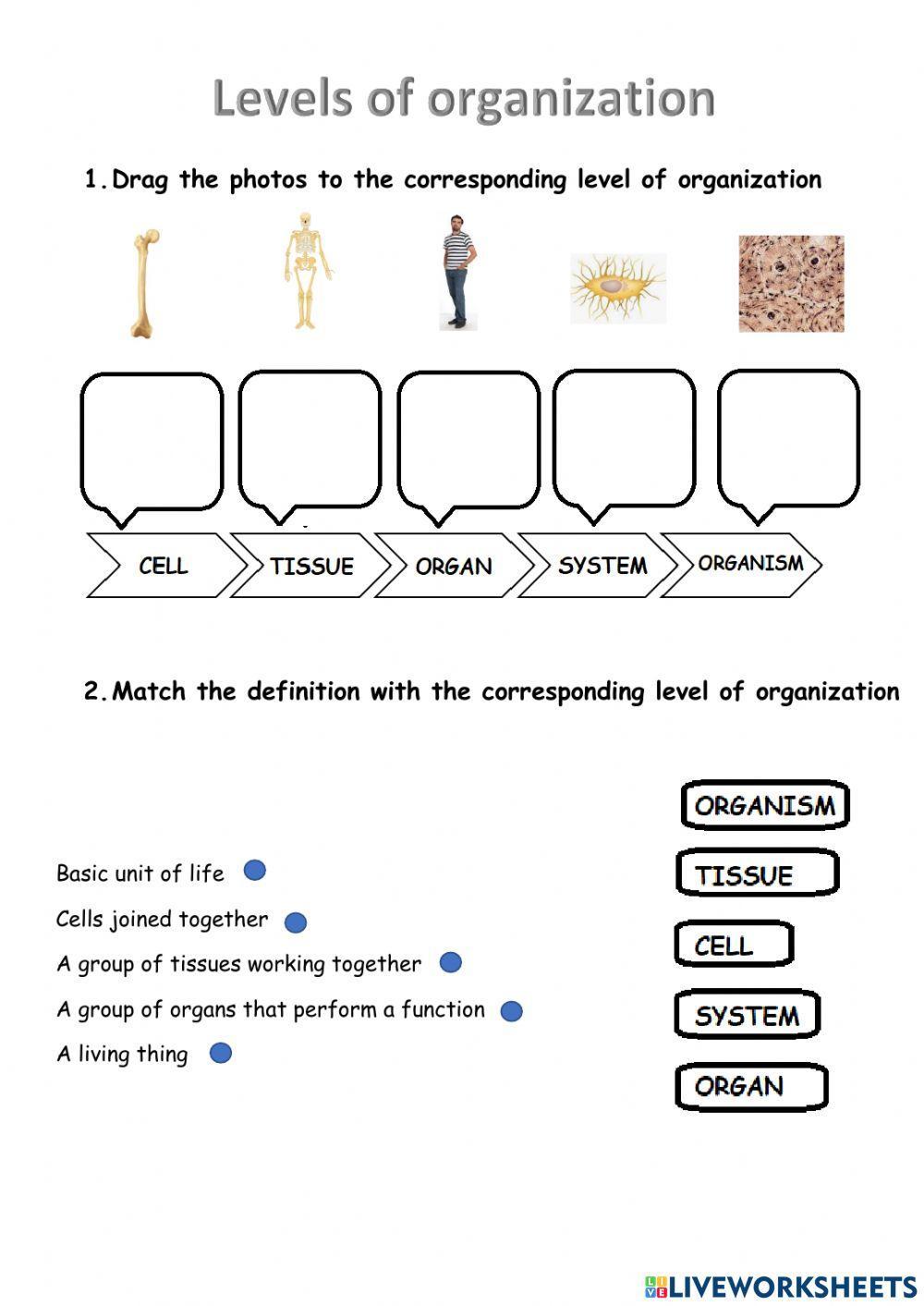 Levels of organization of living things worksheet | Live Worksheets Levels of organization of living things worksheet | Live Worksheets