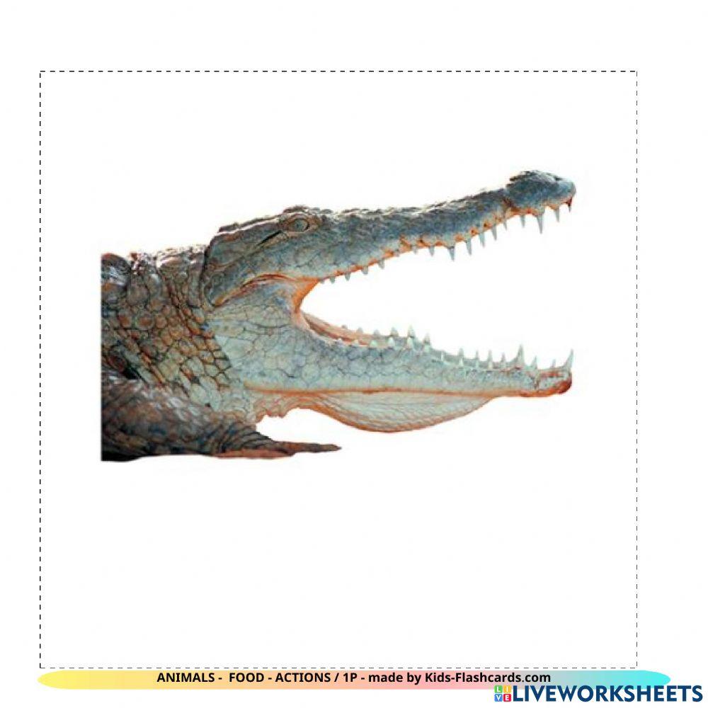 Animals - food - actions