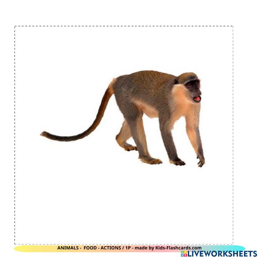 Animals - food - actions