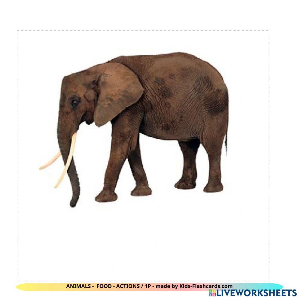 Animals - food - actions