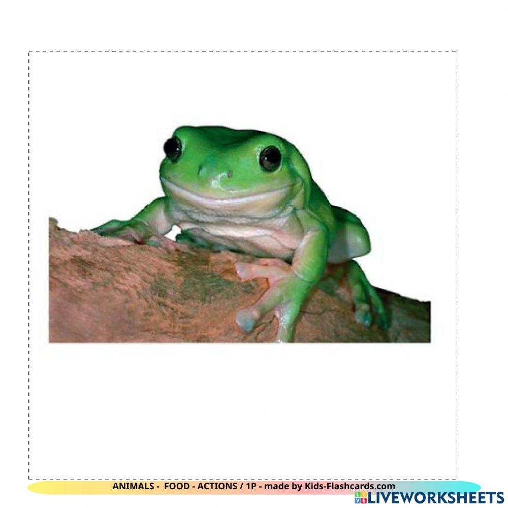 Animals - food - actions