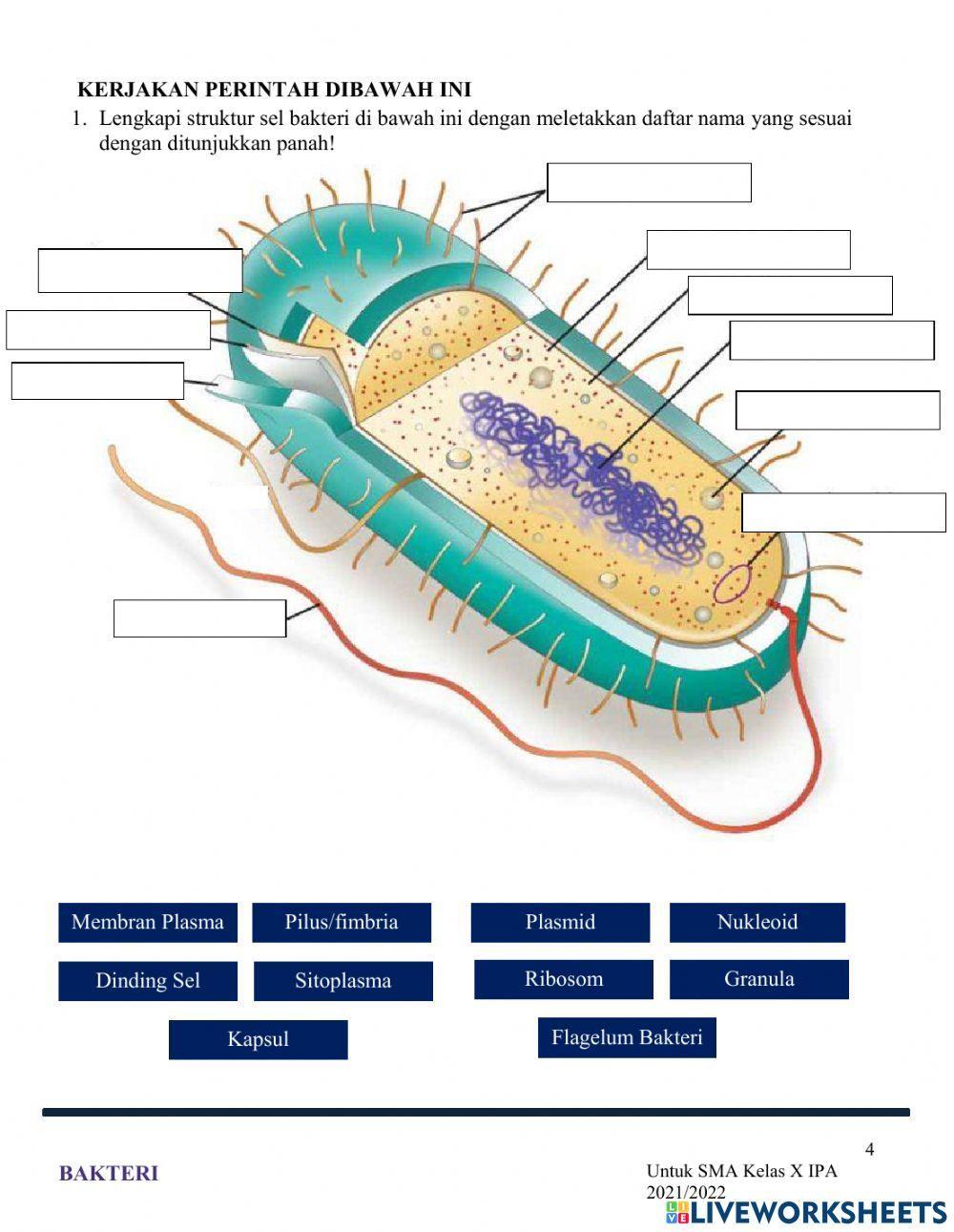 LKPD Bakteri X IPA 3
