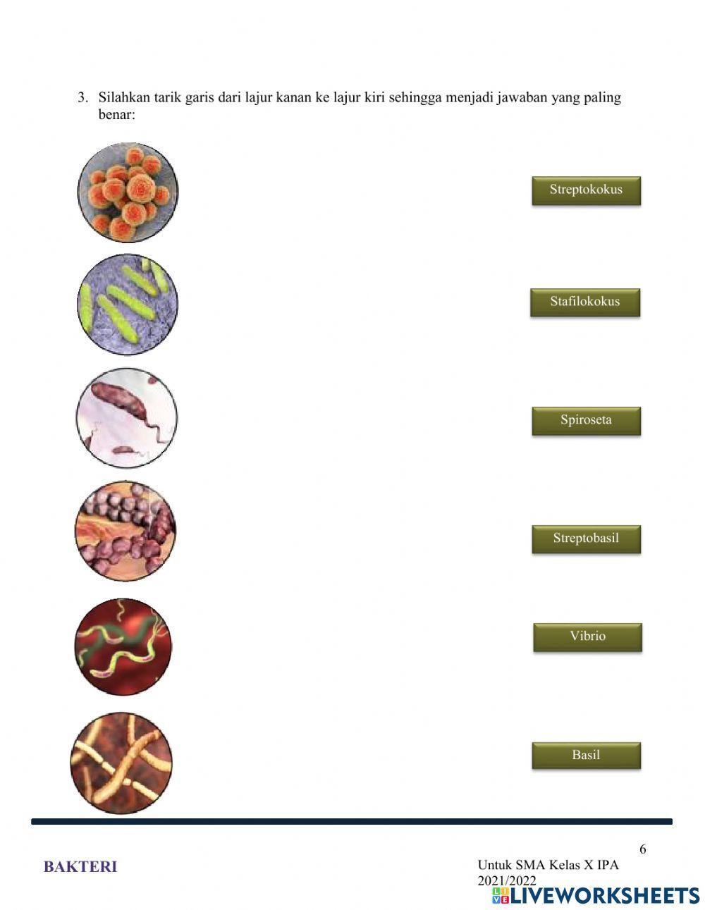 LKPD Bakteri X IPA 3