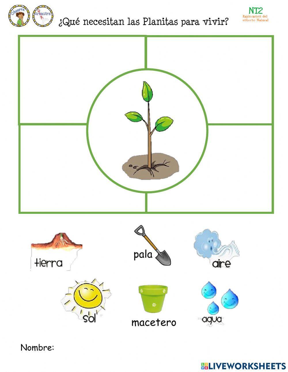El crecimiento de las plantas