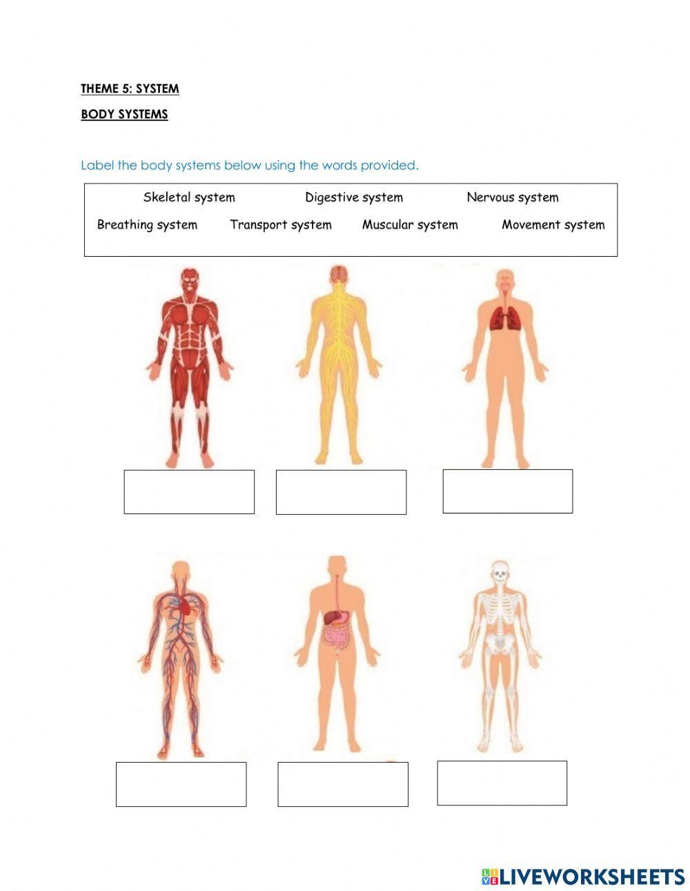 Body systems
