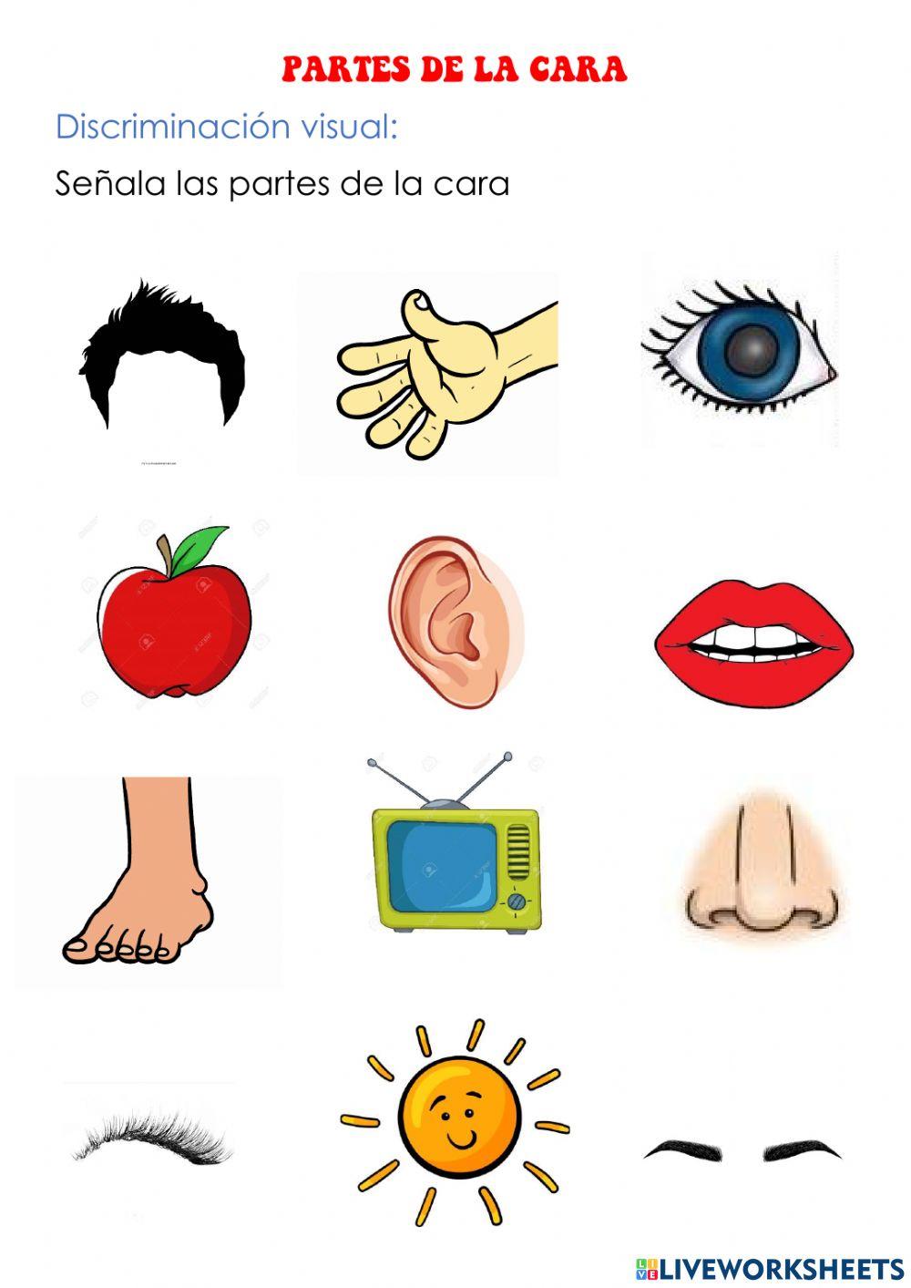 Partes de la cara