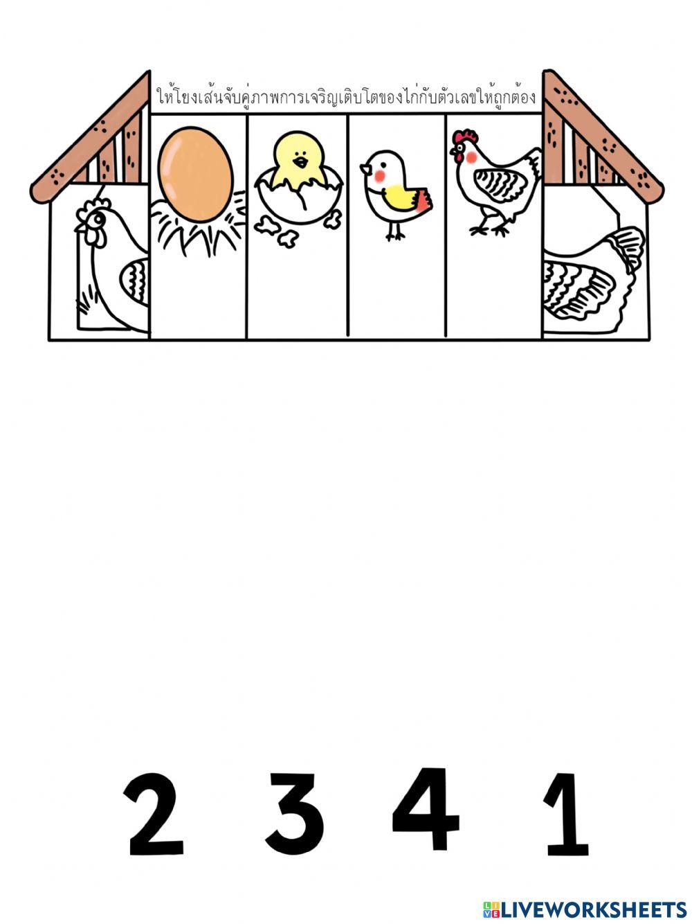 ใบงานเรียงลำดับการเจริญเติบโตของไก่