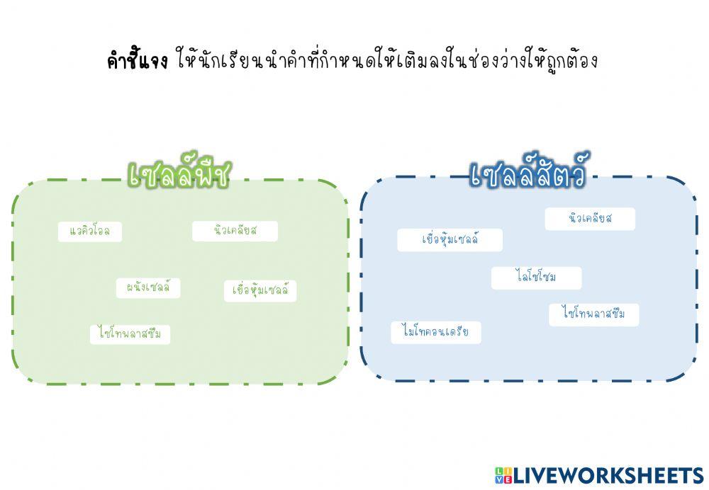 เซลล์ ป.6 4-6