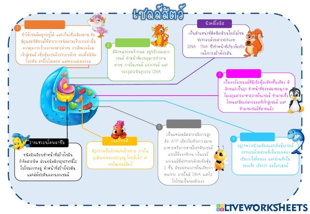 เซลล์ ป.6 4-6