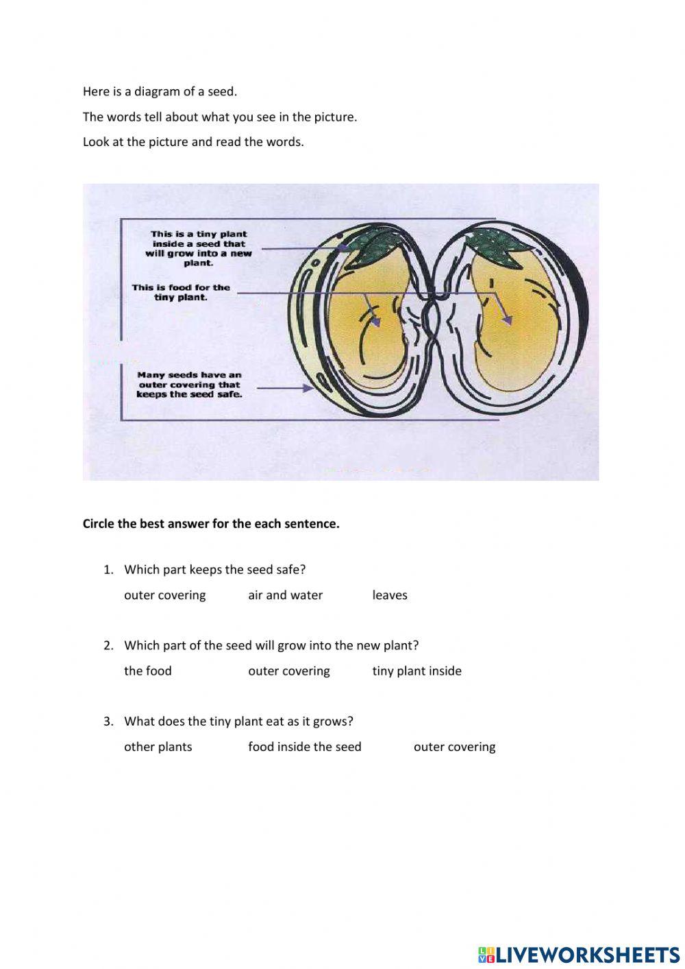 Flowers, fruits and seeds
