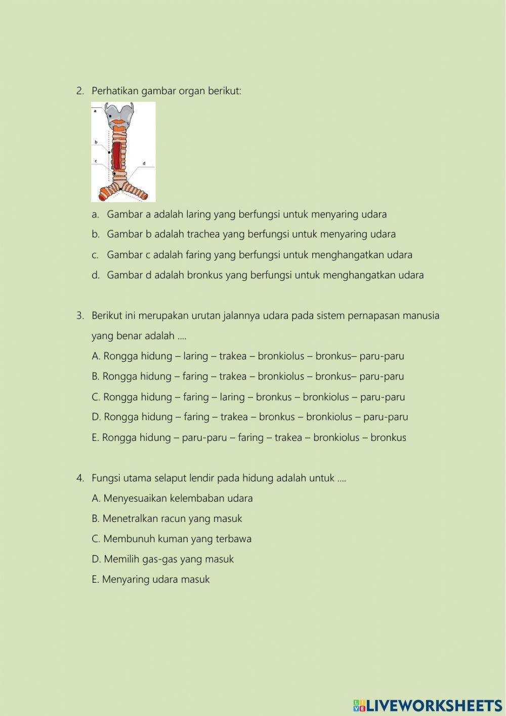 Lkpd organ penyusun sistem respirasi