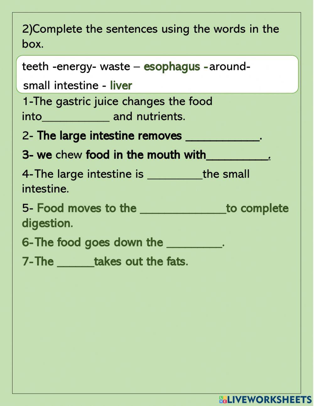The digestive system