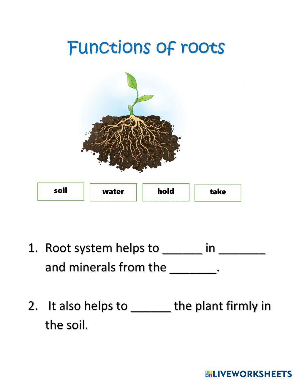 Functions of the root