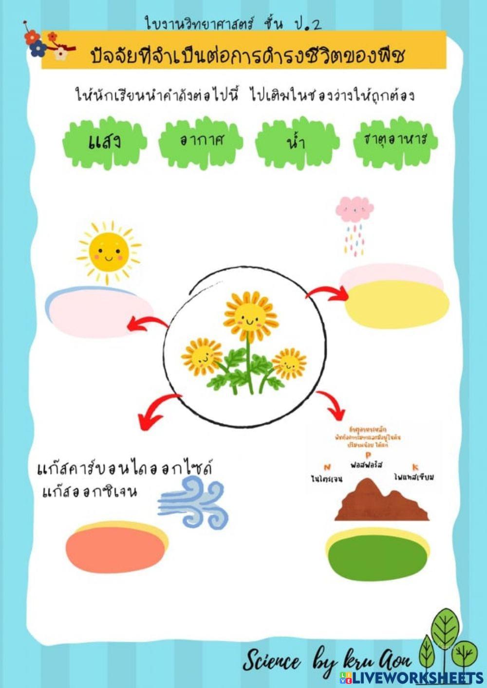 ใบงานปัจจัยที่จำเป็นต่อการดำรงชีวิตของพืช