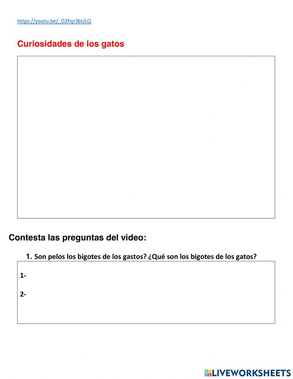 Curiosidades de los Gatos