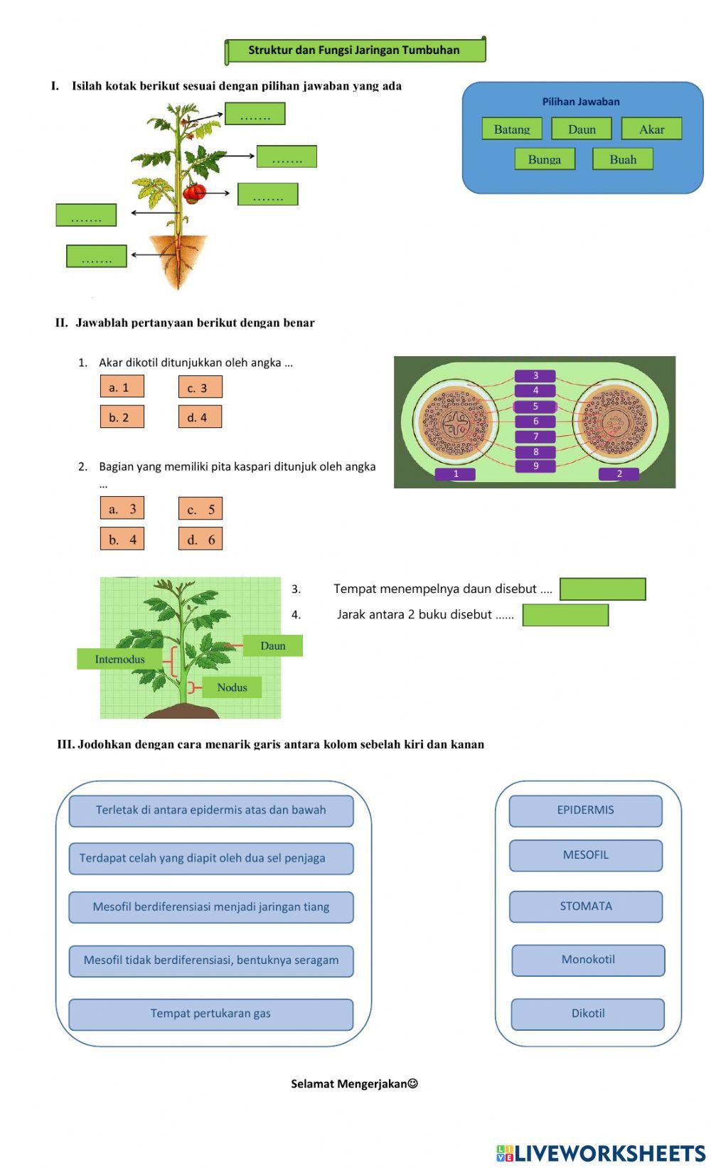 Struktur dan Fungsi Akar, Batang, Daun