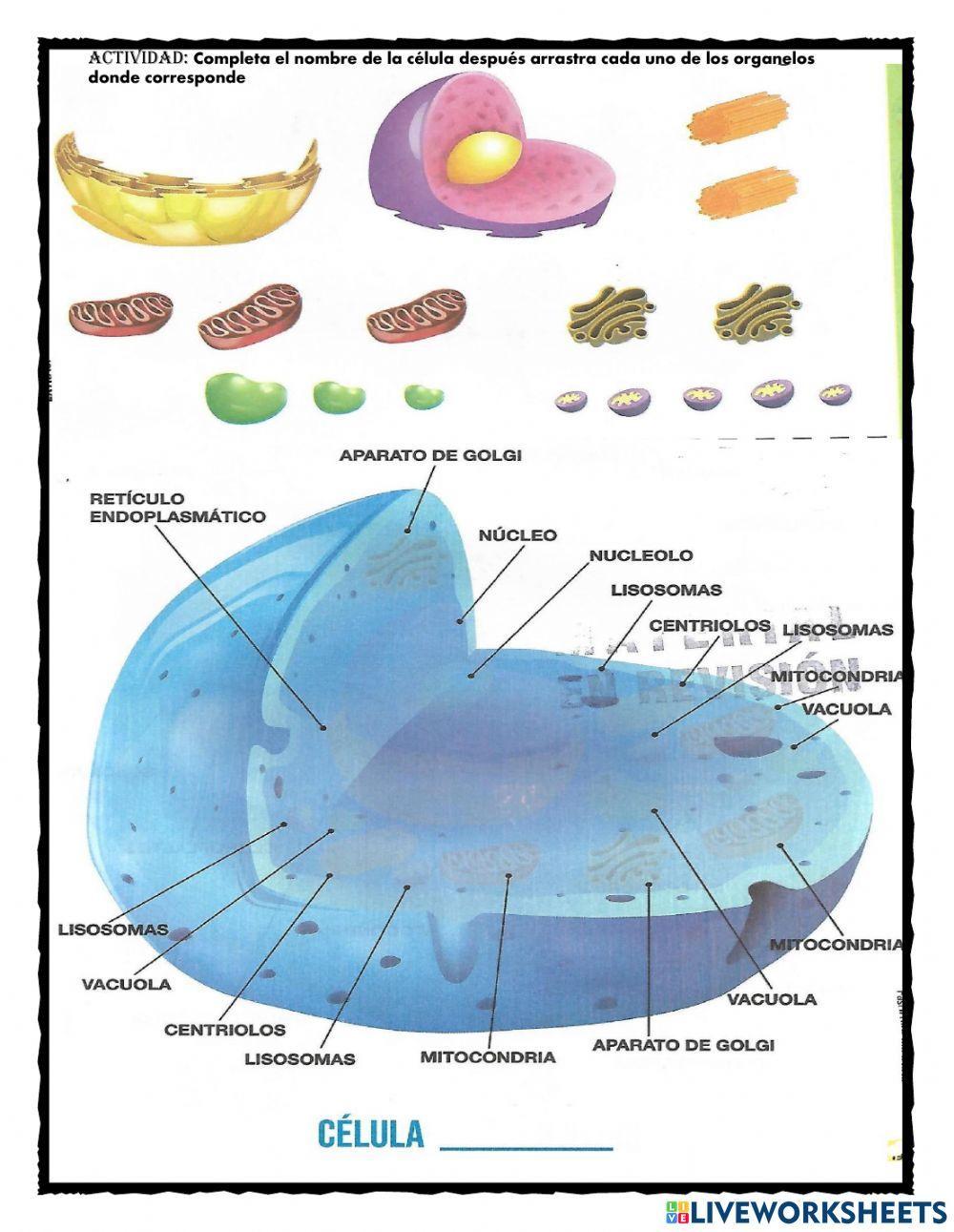 Estructuras y funciones de lacelula