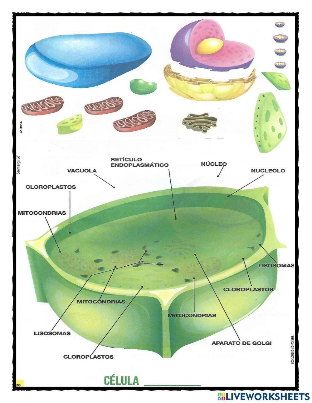 Estructuras y funciones de lacelula
