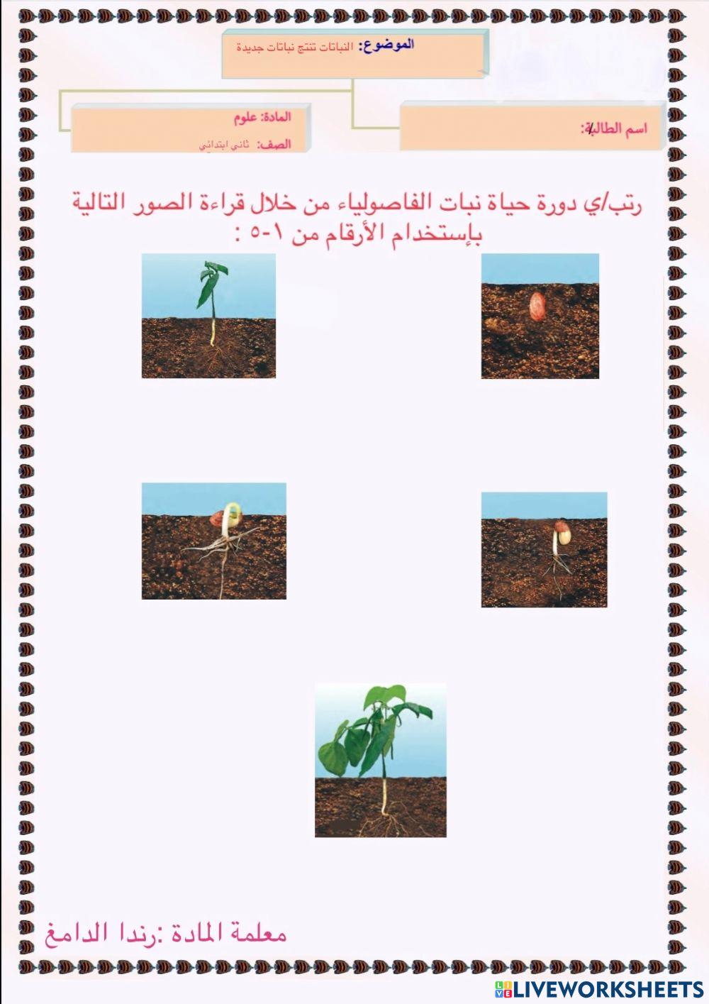 النباتات تنتج نباتات جديدة