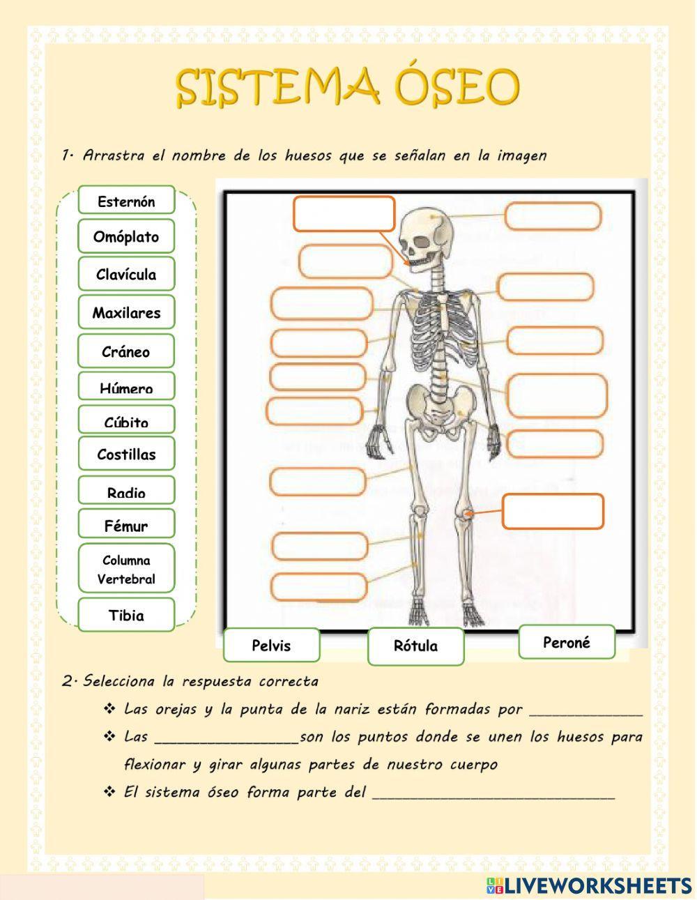 Sistema ósea