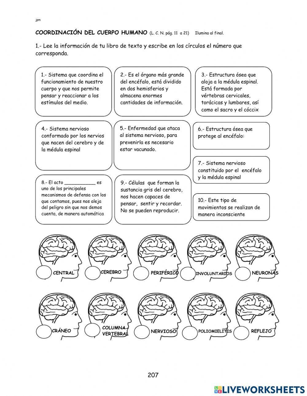Coordinación del cuerpo humano