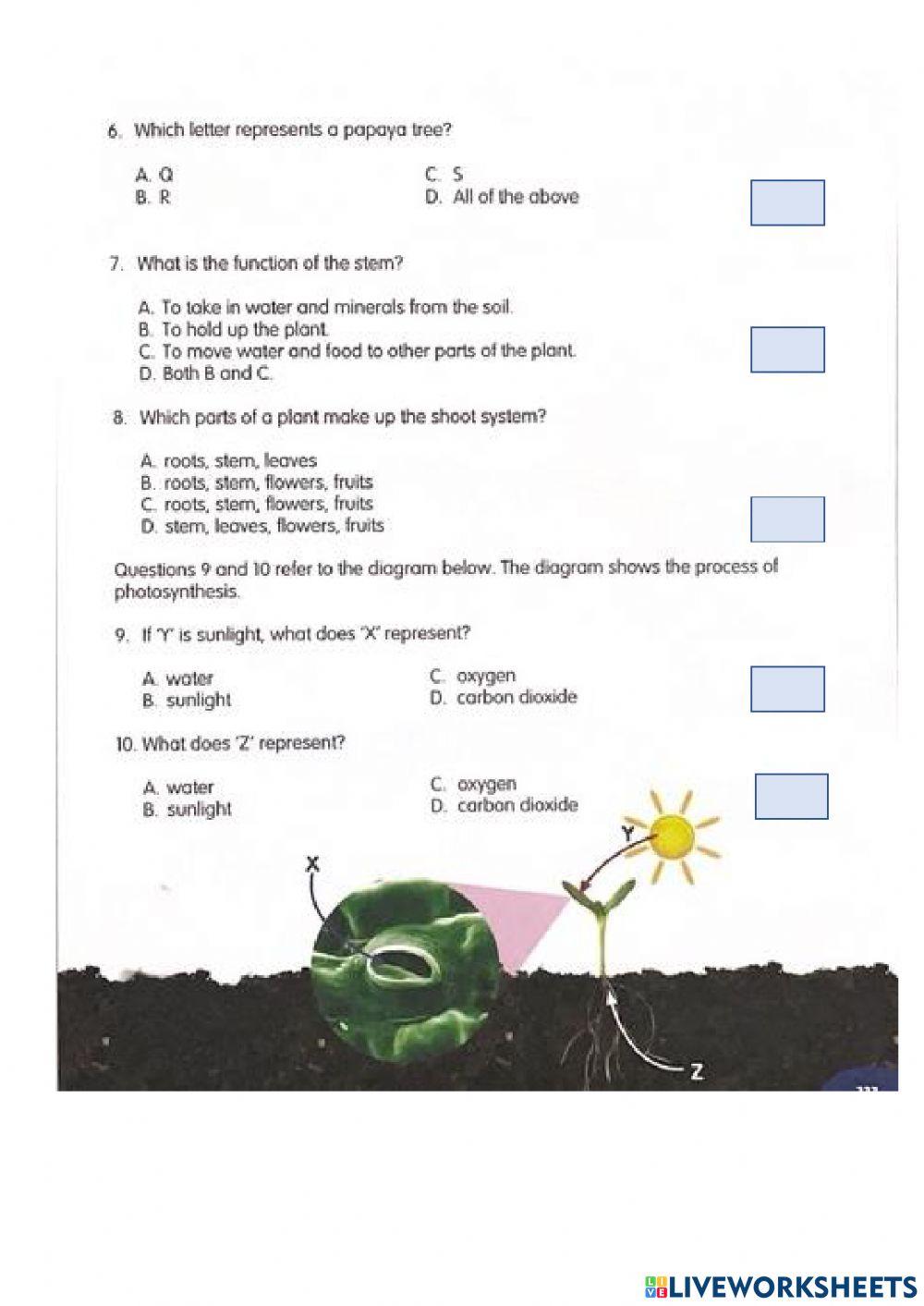 Year 5 Plant System Unit Review