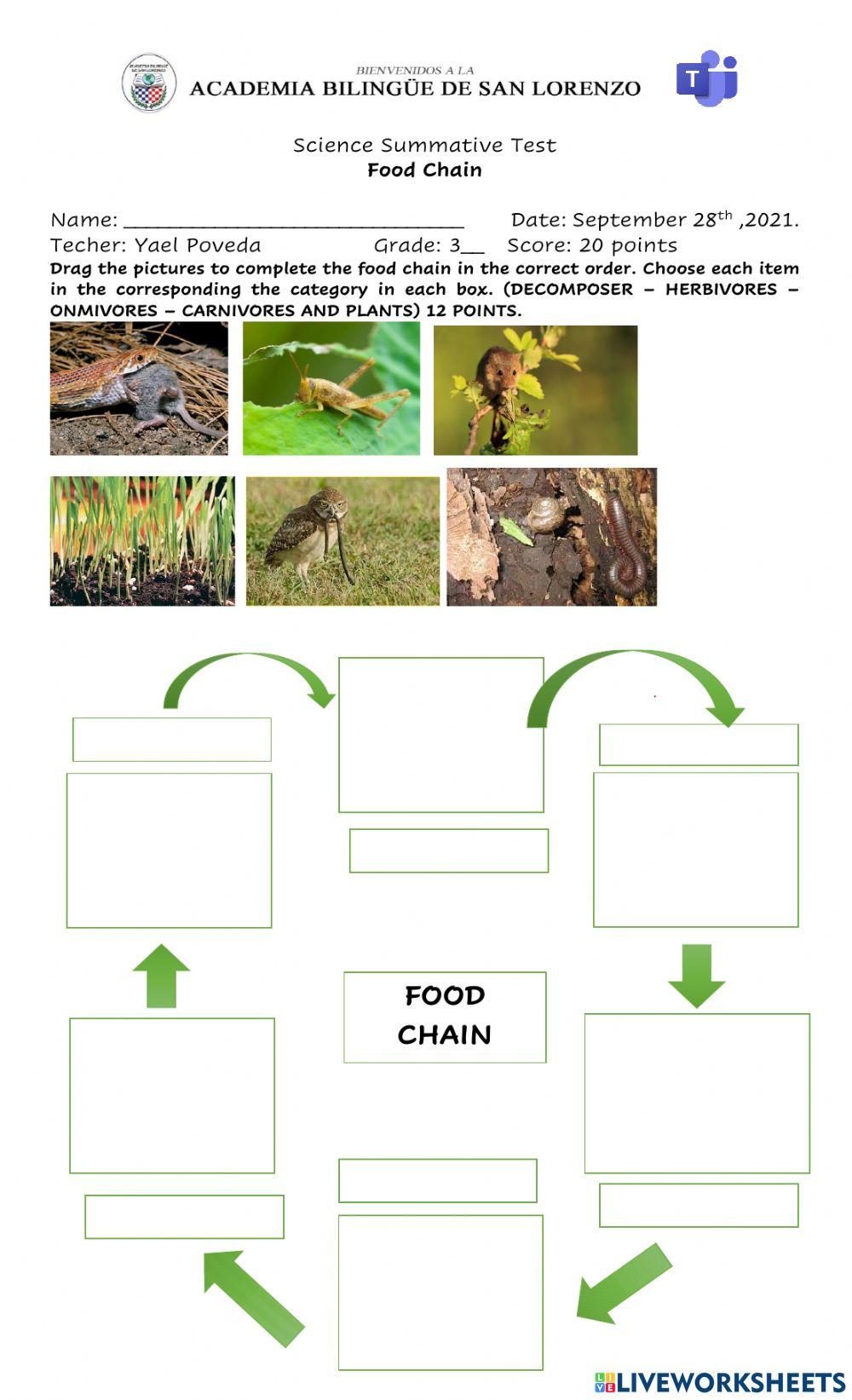 Food Chain