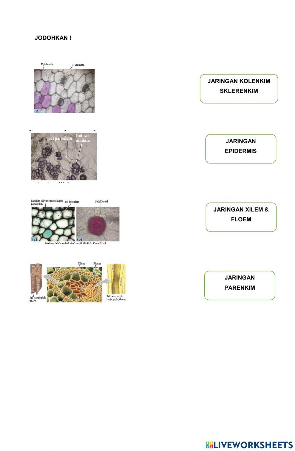 LKPD Jaringan Akar Batang Daun