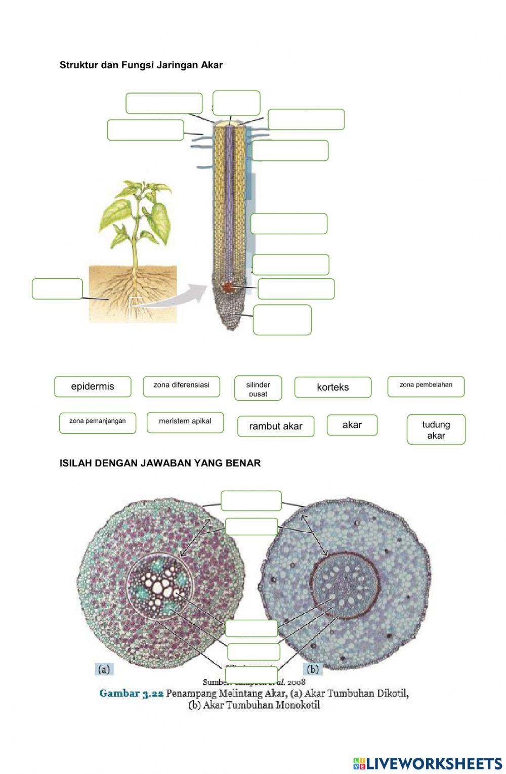 LKPD Jaringan Akar Batang Daun