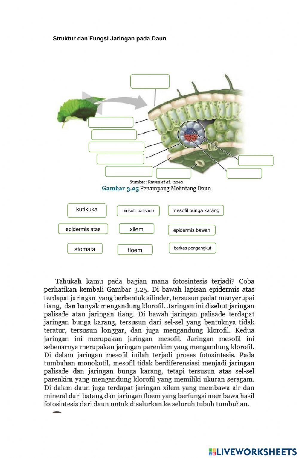 LKPD Jaringan Akar Batang Daun
