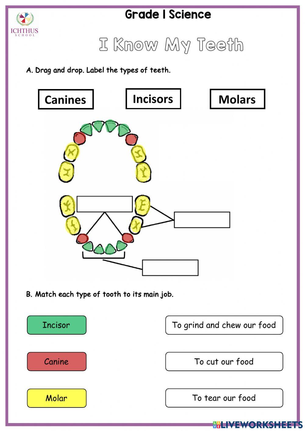 Teeth