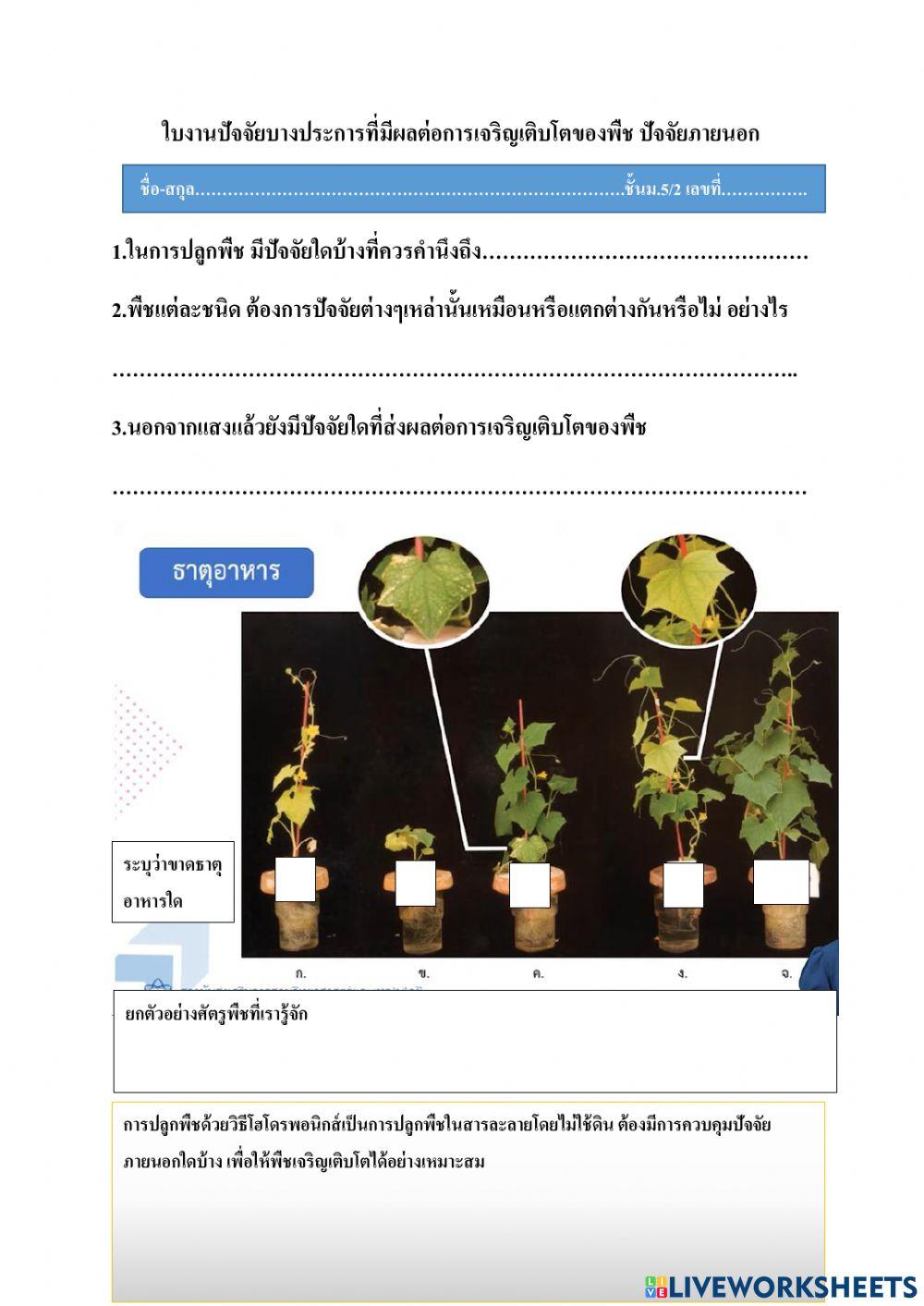 ใบงานปัจจัยบางประการที่มีผลต่อการเจริญเติบโตของพืช ปัจจัยภายนอก