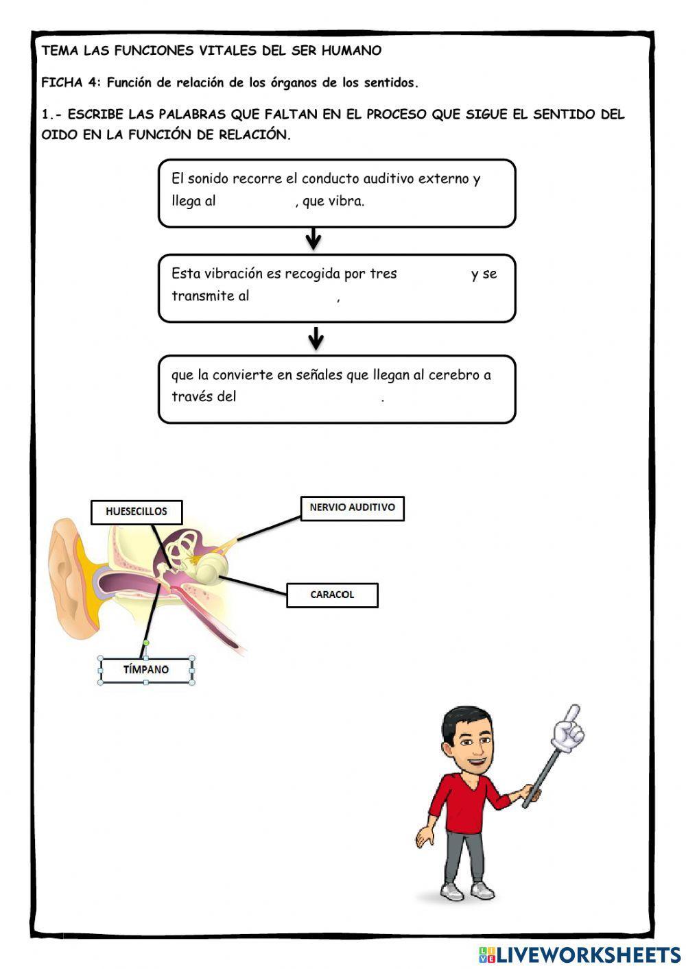 Ficha 5: Las funciones vitales del ser humano