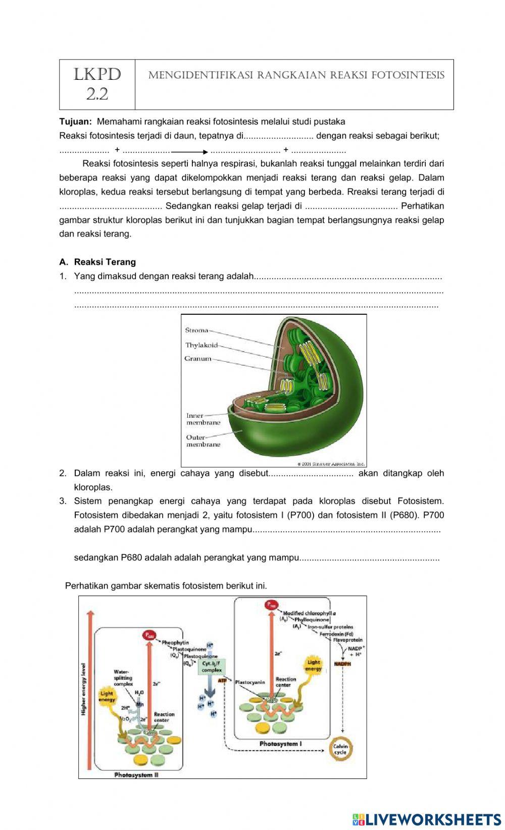 Lkpd fotosintesis