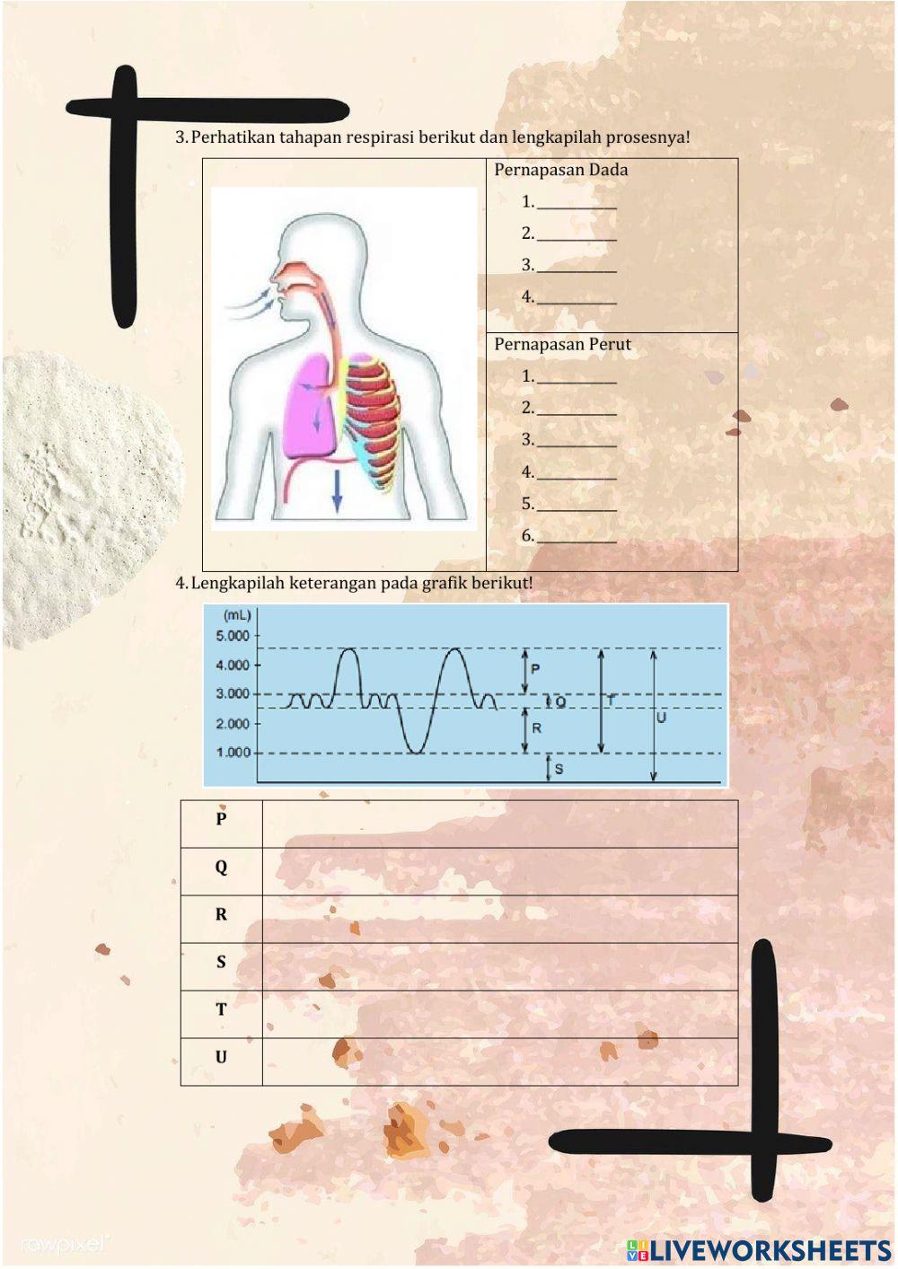 Mekanisme Pernapasan Manusia