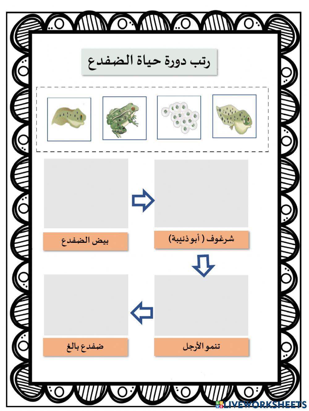 دورة حياة الضفدع