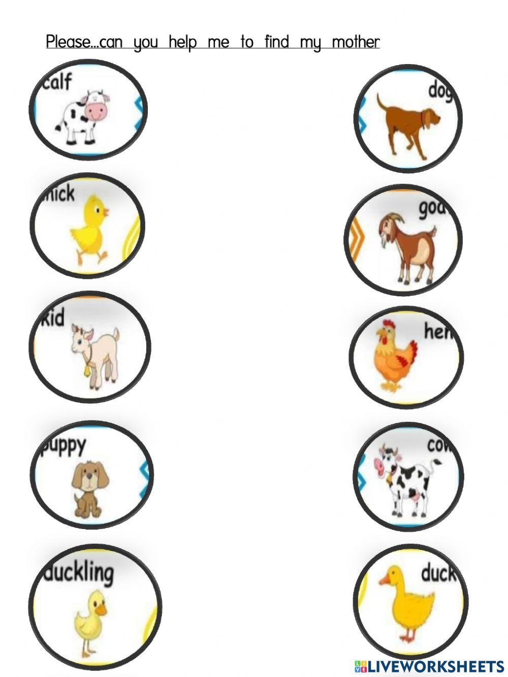 Young and adults animals