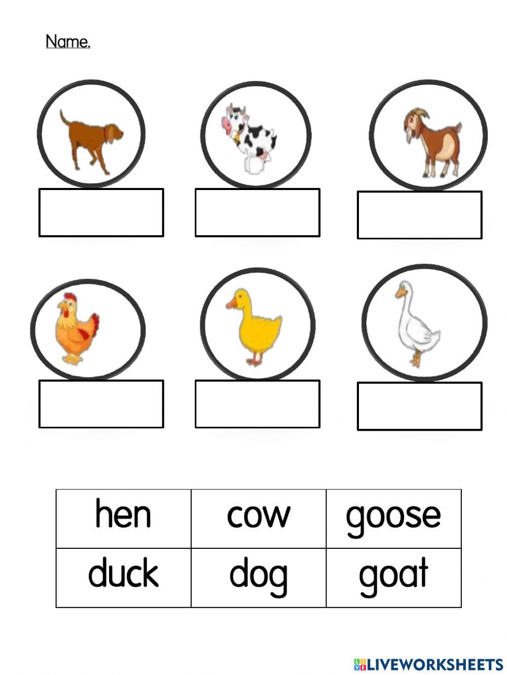 Young and adults animals