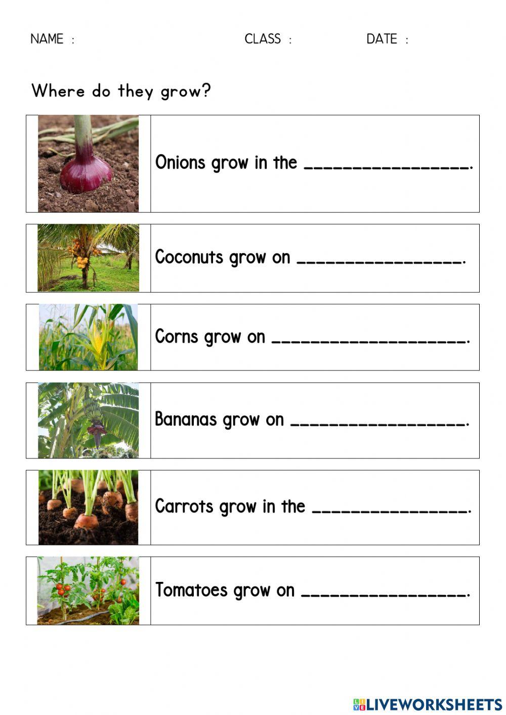Where Do Fruits And Vegetables Grow LiveWorksheets where-do-fruits-and-vegetables-grow-liveworksheets