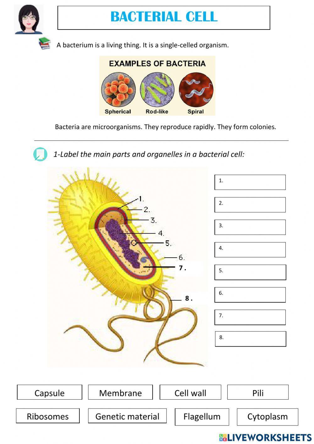 Bacterial Cell Diagram Worksheet