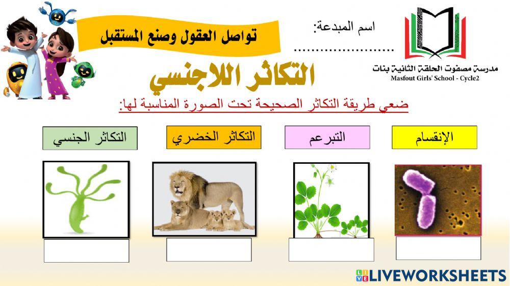 التكاثر اللاجنسي