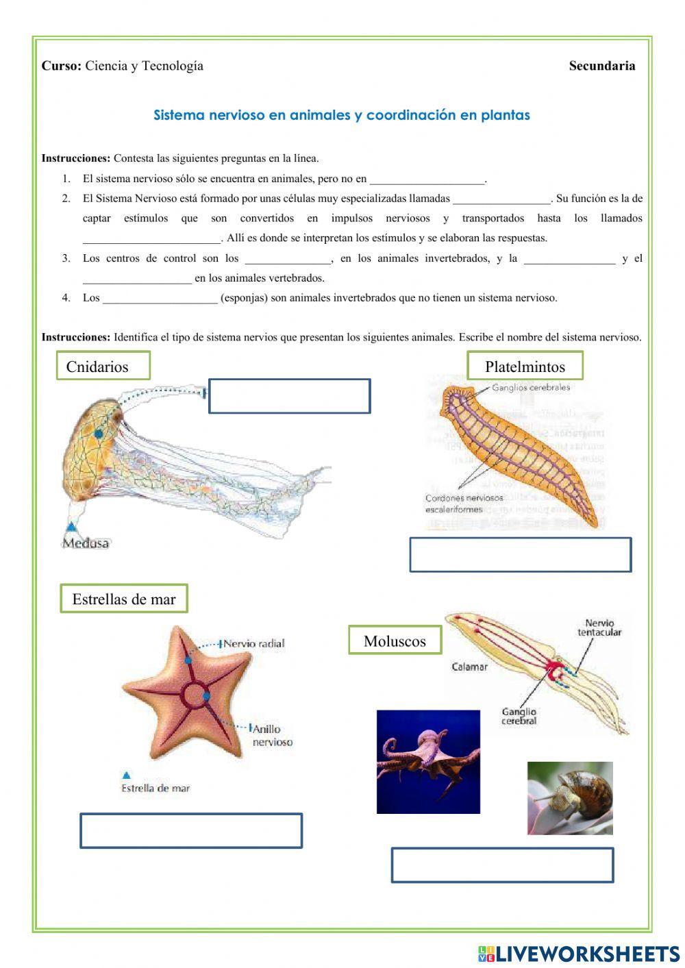 Sistema nervioso en animales y coordinación vegetal