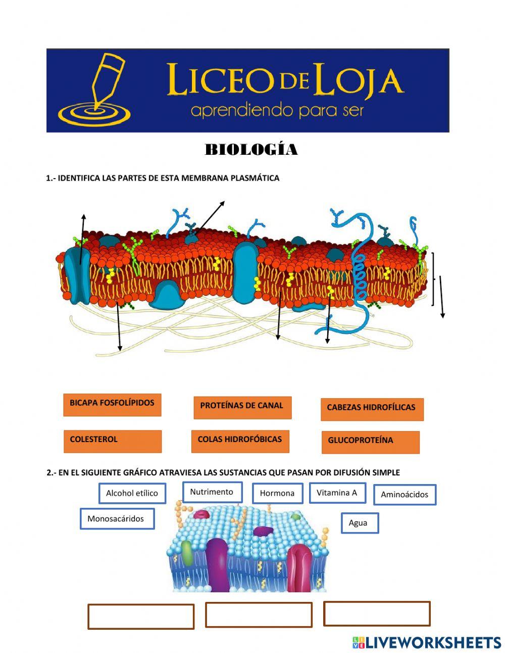 Membrana, proteínas, transporte